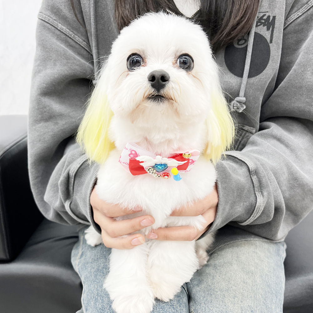 モデル犬の新しいおうちが決まりました！PART①